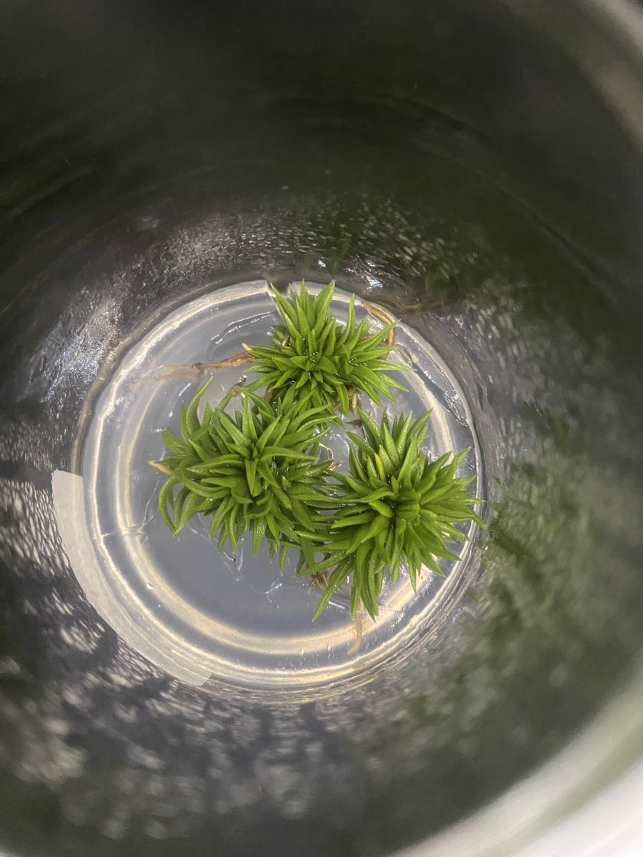 VRtillaele's tweet photo. T. ‘Pink Champagne’ x ‘Icy Elf’ or ionantha ‘Peach’ NTH142 

from @pi_chan25880 

播種からちょうど1年のため生存報告！ https://t.co/zRlPvnEhZU