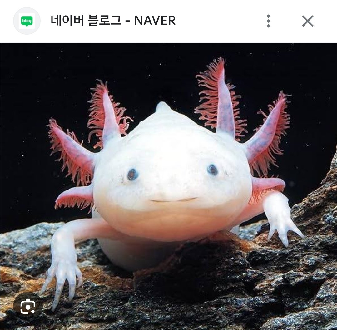 ทำ shadow cat แต่ลืมใส่หูแมว จีซองบอกทำละเหมือนลูปาลูปา 55555555555555