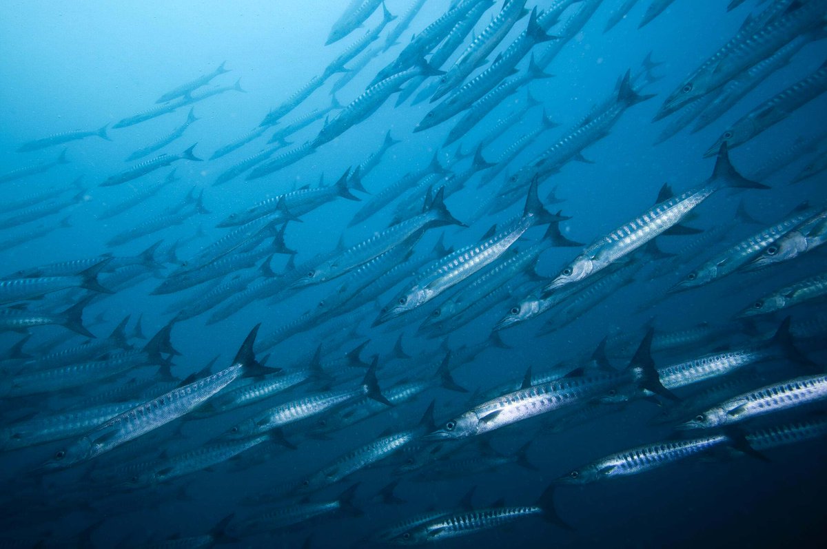 Understanding the full value of our ocean is key to making smarter, more sustainable decisions about how we use and protect it. Learn how TNC’s Mapping Ocean Wealth tool is driving global impact: nature.ly/4kGWK9p