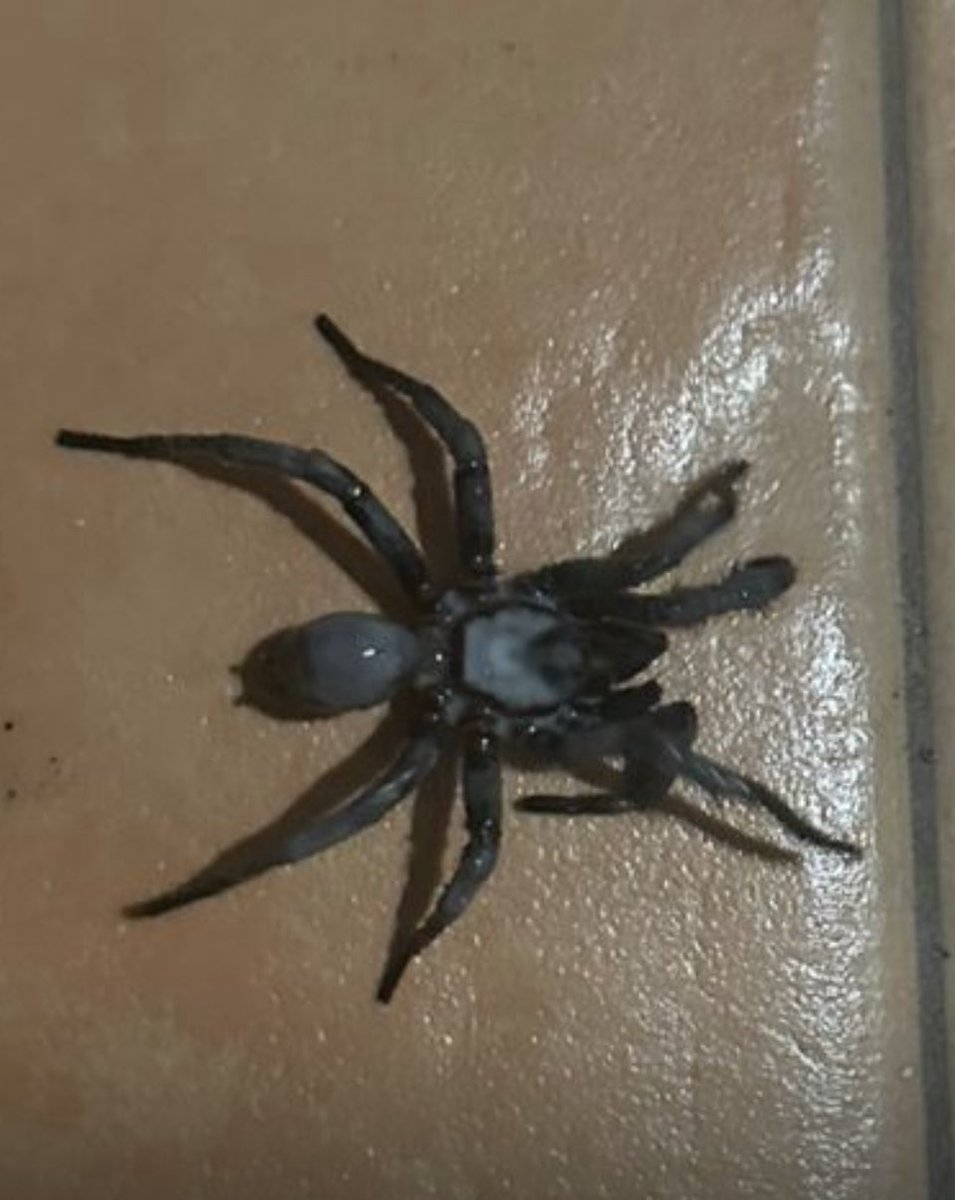 gomez_mon's tweet photo. @Arachno_Cosas hola esta araña es venenosa? https://t.co/L01O5h7yY4