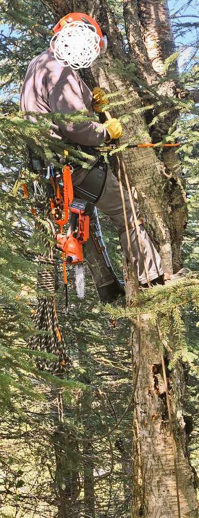 Playing "arborist" on the homestead today.