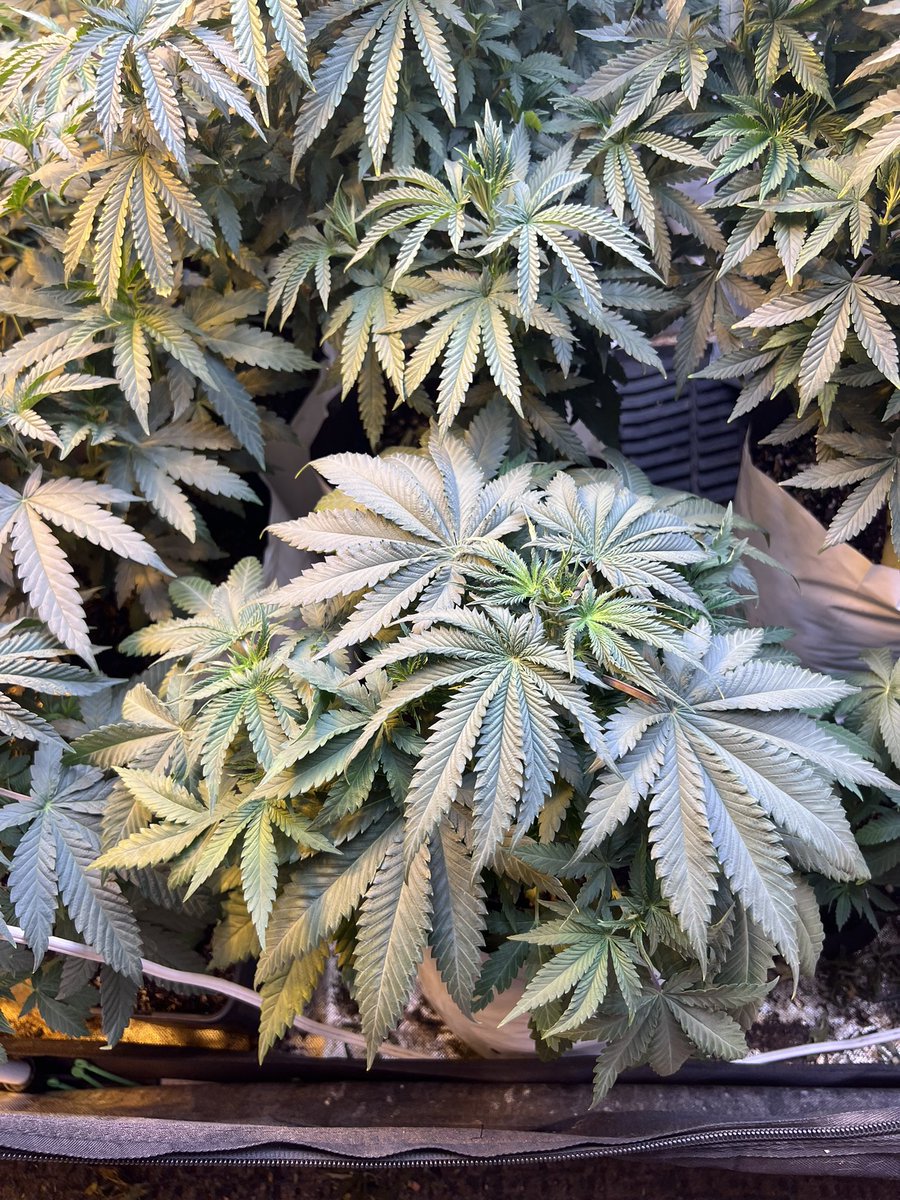 GurrillaGrowman (@gurrillagrowman) on Twitter photo <a href="/PsillyrabbitG/">PsillyRabbit Genetics</a> <a href="/LazyRiverGarden/">LazyRiverGardens</a>
Here is my grow off entry solo dolo she’s a beast . getting ready to move things around and put her in her own tent . I don’t remember what else I should put in here lol. See you guys in two weeks <a href="/PsillyrabbitG/">PsillyRabbit Genetics</a> <a href="/LazyRiverGarden/">LazyRiverGardens</a>
Here is my grow off entry solo dolo she’s a beast . getting ready to move things around and put her in her own tent . I don’t remember what else I should put in here lol. See you guys in two weeks