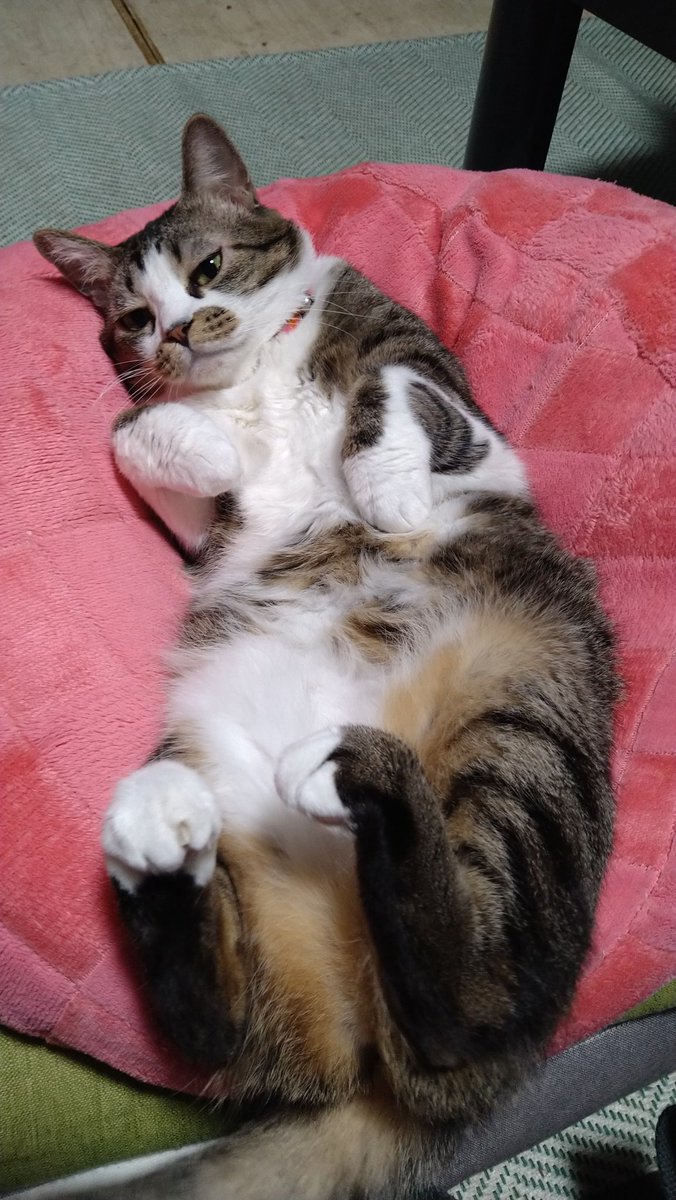 レンちゃん生誕祭🎉
7歳になりました