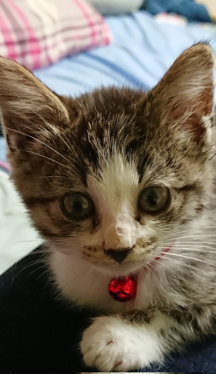 子猫時代のレンちゃん