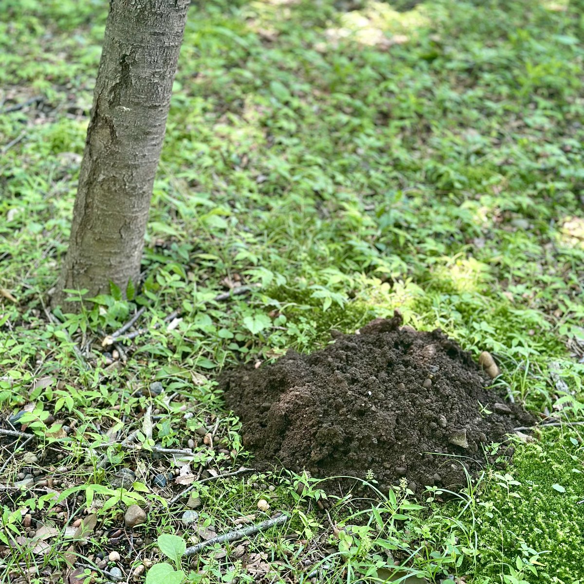 塚はあれども。#190

 #モグラチャレンジ