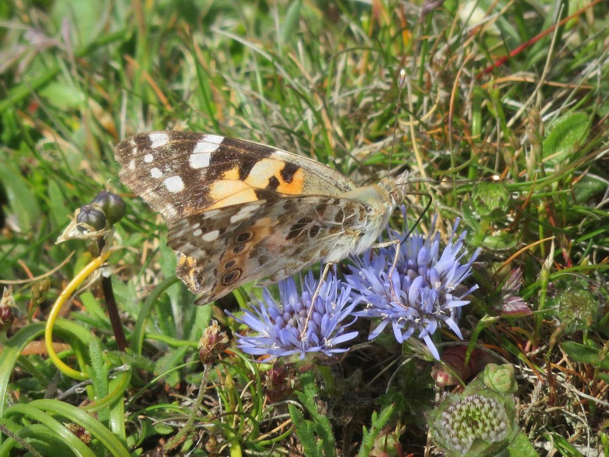 The painted lady amazes me, how does a creature so small and delicate manage such a great migration. Travelling from North Africa, the Middle East, and central Asia, recolonising mainland Europe and coming to Britain! Wow 🤩. I saw lots on the bountiful cliffs of Cornwall.