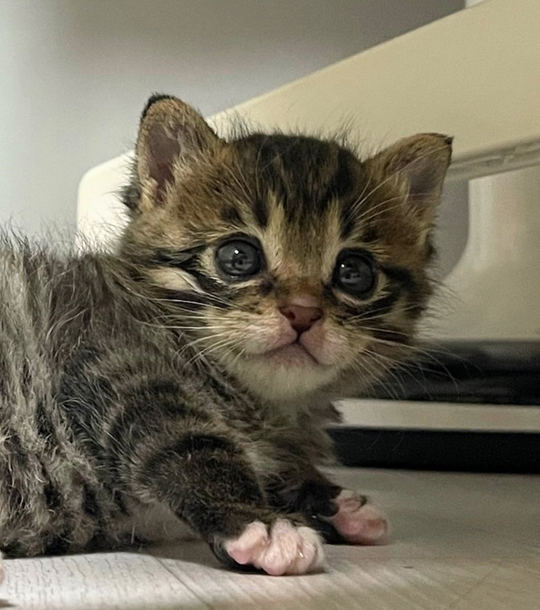 밥먹기 전 빼죽                       밥먹은 후 동그래짐