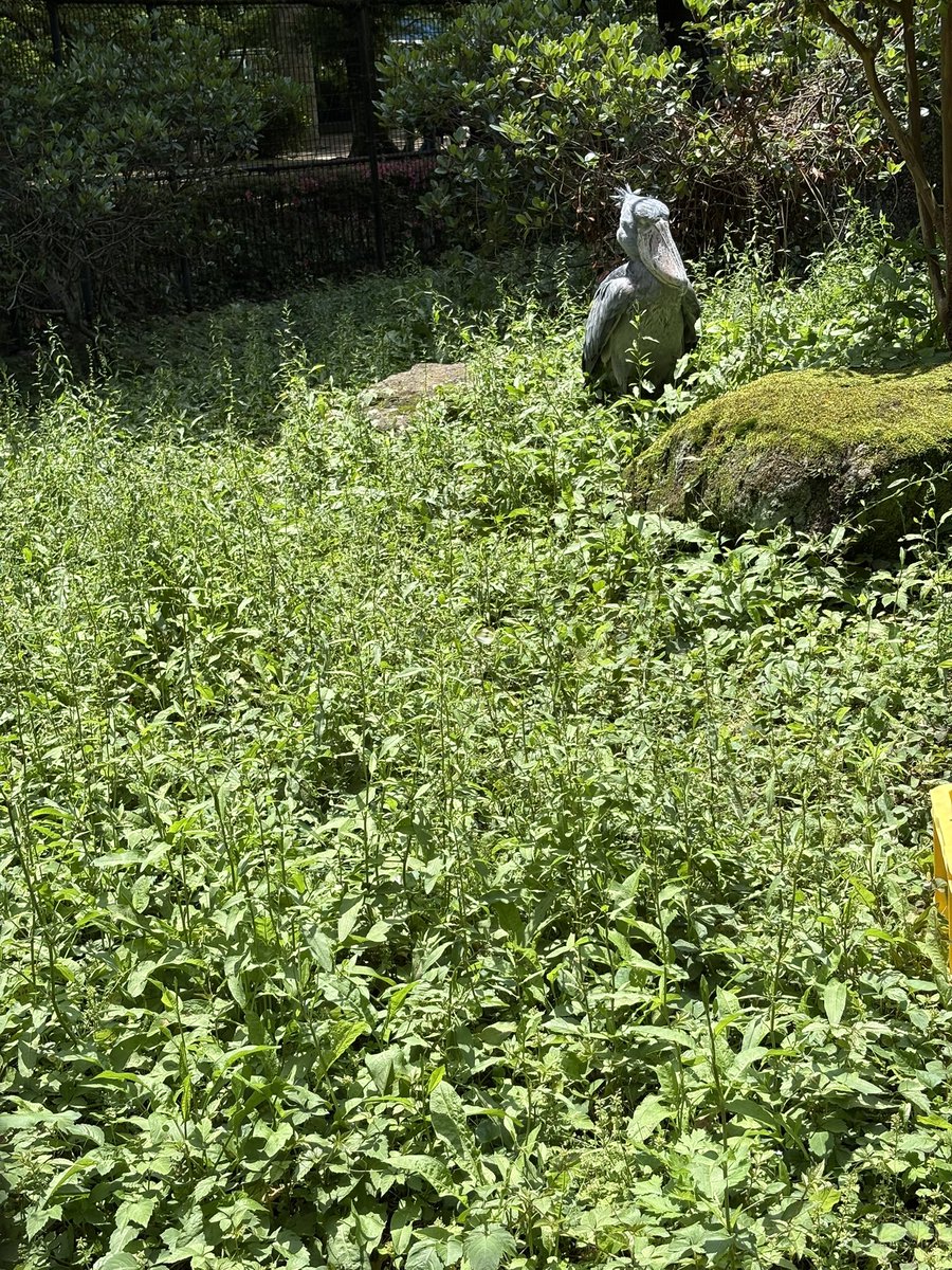 アルティーリ千葉と言えば、お馴染みのハシビロコウ千葉動物公園で初めて羽を開いてる姿を見ました。今まで動いたところ見たことなかったので新鮮でした🐦