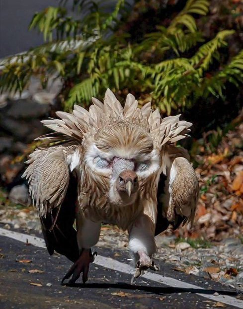 El tamaño real de los animales🧵

1. Tamaño del buitre leonado del Himalaya