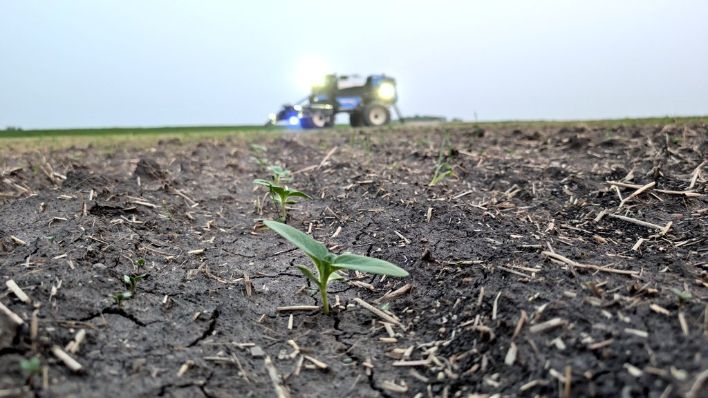 The guys sprayed for flea beetles this afternoon and I'm going after cutworm in the sunflowers tonight. Fun.