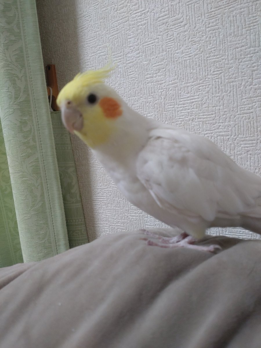 mayu01_m's tweet photo. 【拡散希望】
6月1日11時ころ所沢市新所沢付近でオカメインコが逃げてしまいました。
色は白、ほっぺに赤い丸、臆病ですが人なつっこいです。とてもビビりなので逃げてしまうかもしれません。見かけた方はご連絡ください。
#オカメインコ　#迷子鳥　#拡散希望
#新所沢 https://t.co/Ypa5SeUBS5