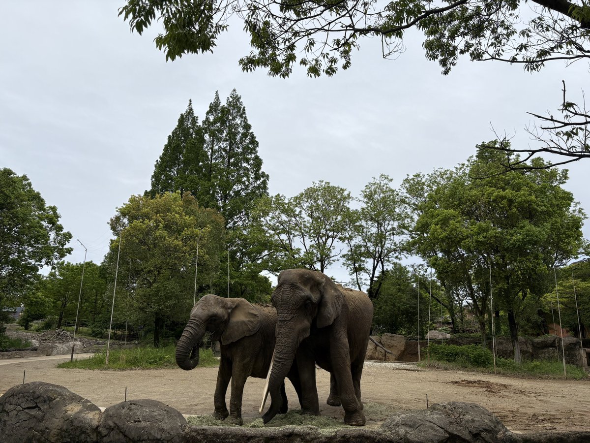 経過報告、最高です
#八木山動物公園 
#アフリカゾウ
