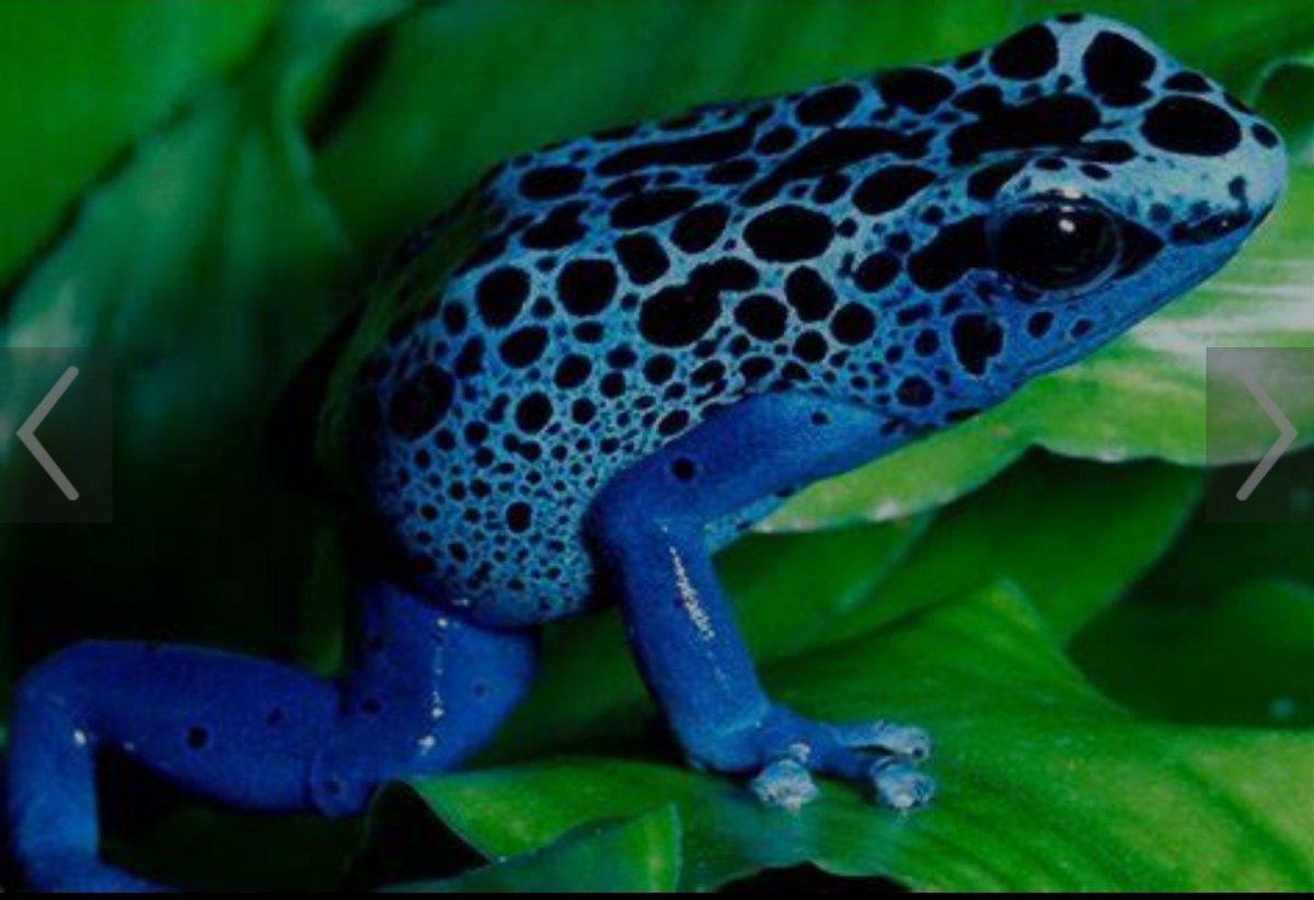 I was speaking on a Space not too long ago and this man tried to argue me down about never seeing a blue frog. Pepe on Sui the frog belongs on the water chain. <a href="/AlchemistOG69/">Alchemist</a> 
<a href="/pepe_sui_token/">Pepe on Sui</a>