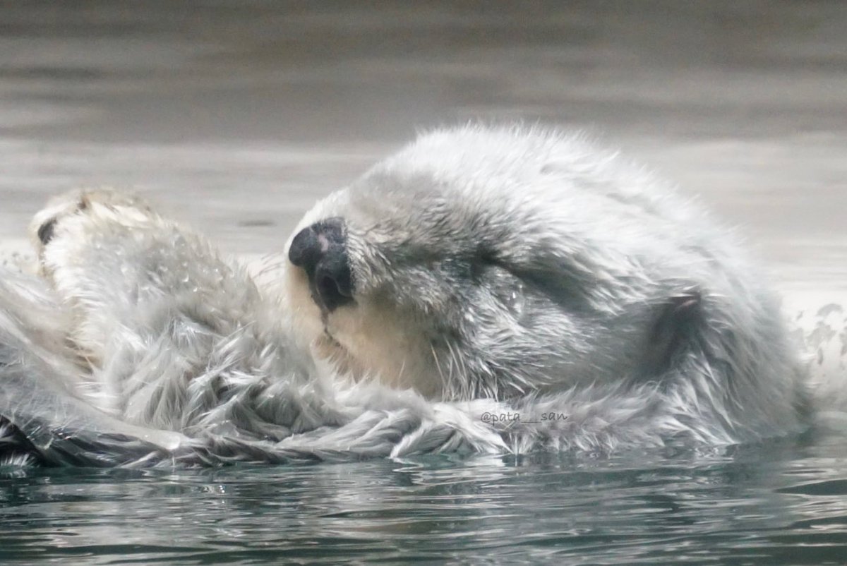 *らっこ* 81x-+C3gMWL.jpg