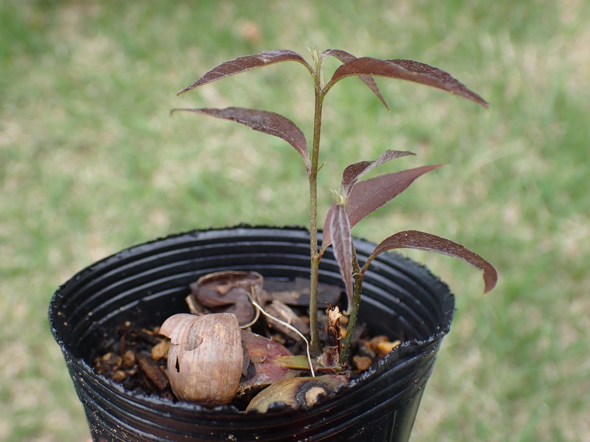 #育てるどんぐり

ウラジロガシが元気に育ってる

芽が出たとたんに植え替えたら、芽が枯れたけど、その横から2本芽を出しました

枯れたと思っても待ってた方が良い

#実生