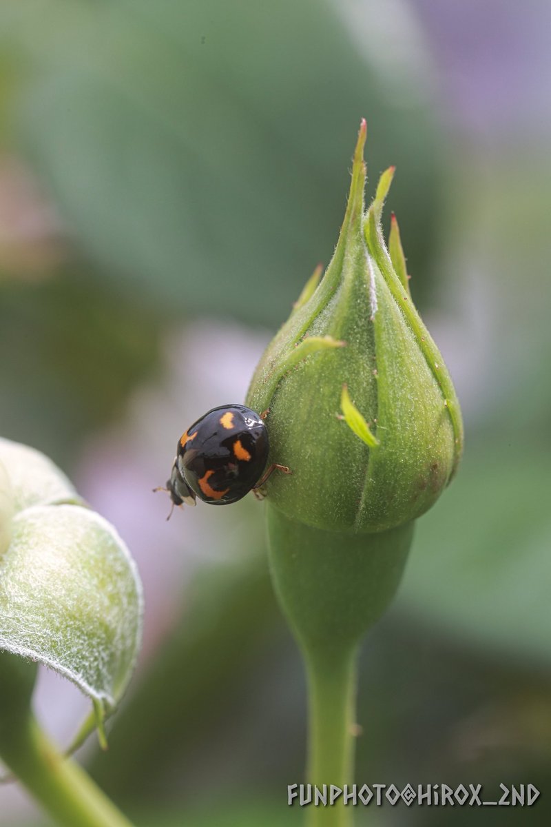 #バラ
#てんとう虫
#花の写真
#TLを花でいっぱいにしよう
#FunPhoto