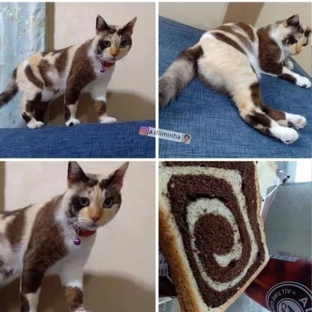 é o gatombole não tem jeito