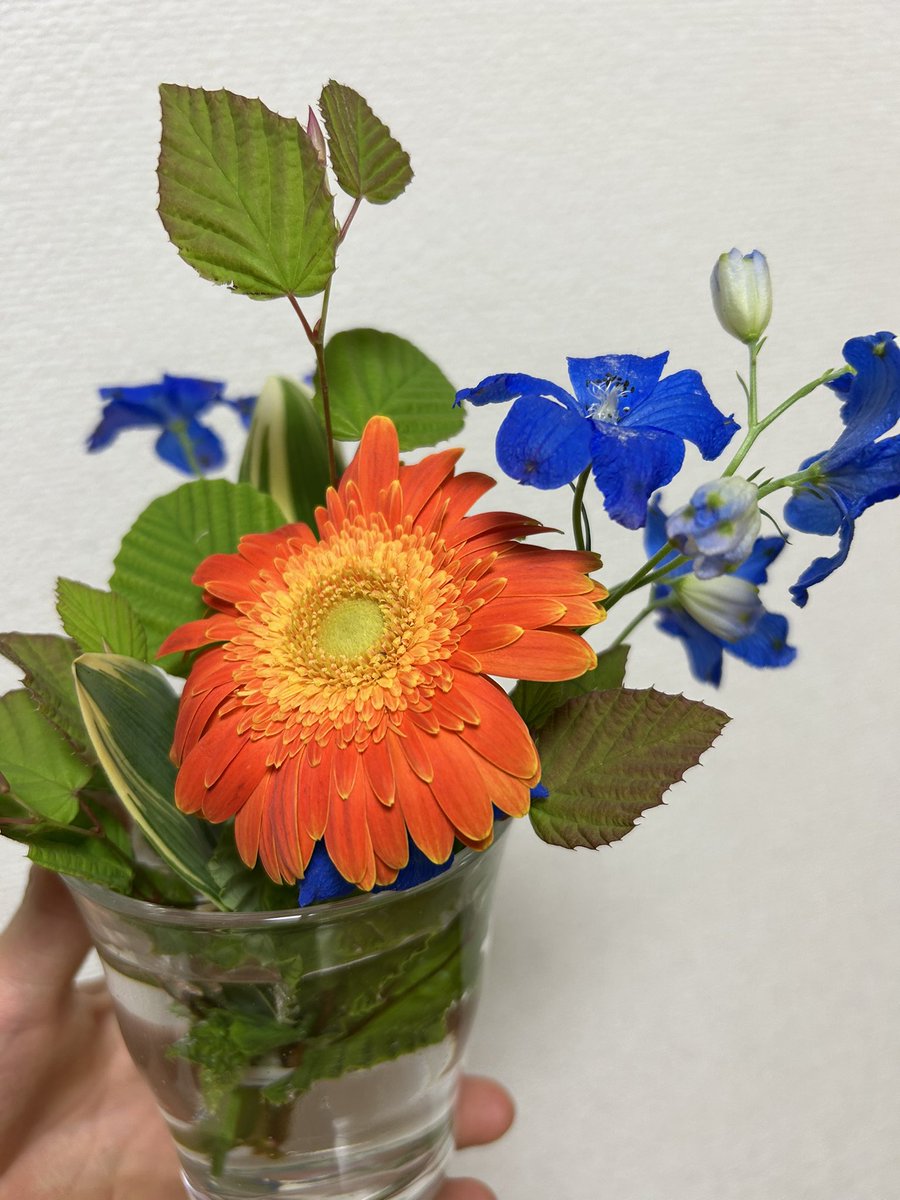 arata_bw's tweet photo. 幼馴染がくれたお花。
Bluemomentをイメージしてくれたそう✨
綺麗😍
#TC夜明け
#夜明けブルー https://t.co/rLLFM2MUtG