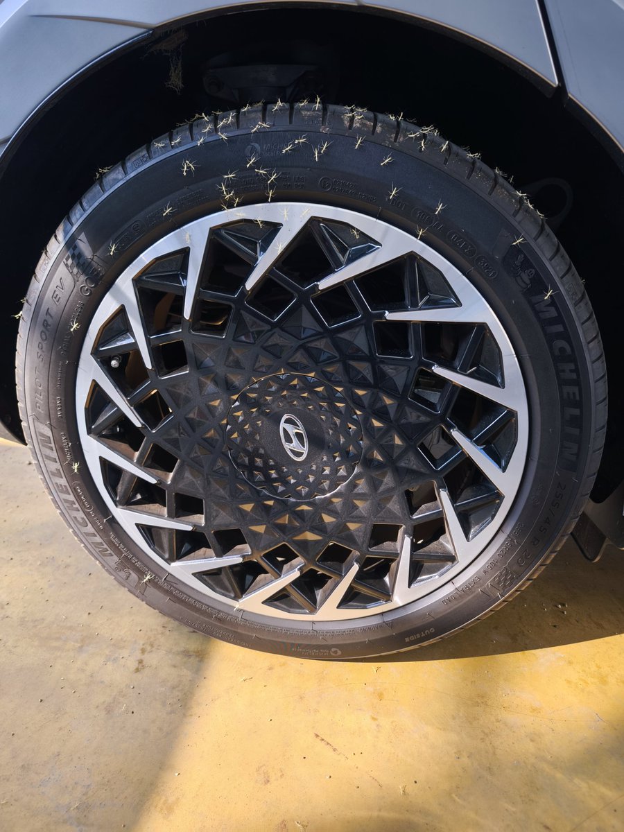 今度は右リアから産まれた😭

防音材がフェルトぽいから
卵をつけやすいのかな🤣