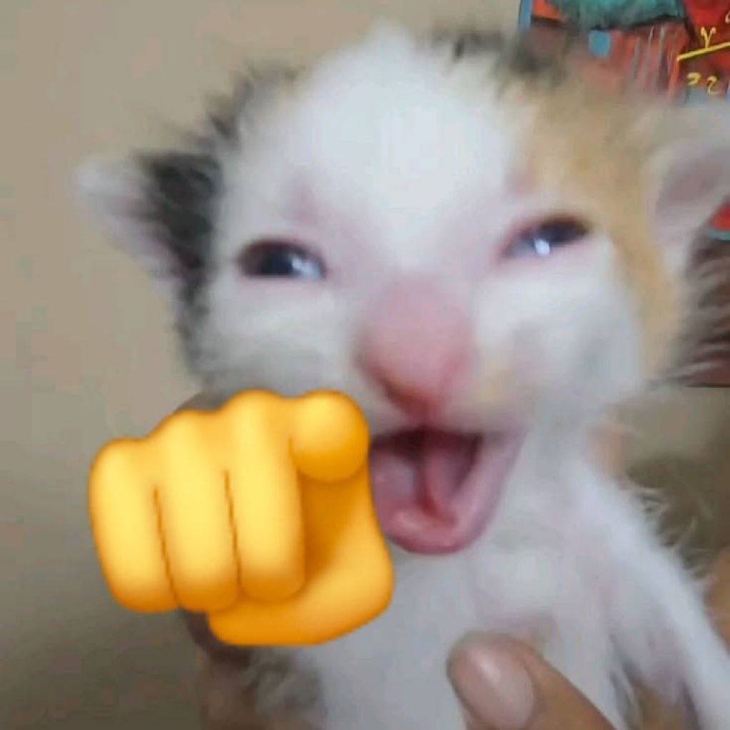 gatos fazendo gatices (@gatinarios) on Twitter photo 