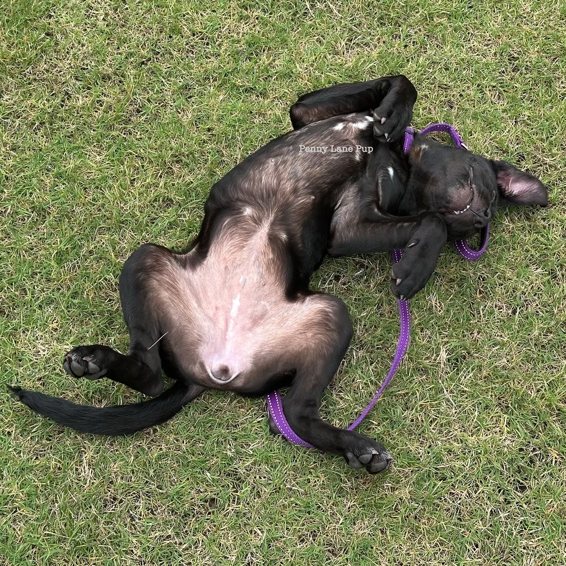 Penny_Lane_Pup's tweet image. Sterling is mastering several advanced lawn potato techniques! She’s a quick learner! ❤️🌱🥔
#sterling #fosterpup #lawnpotato
