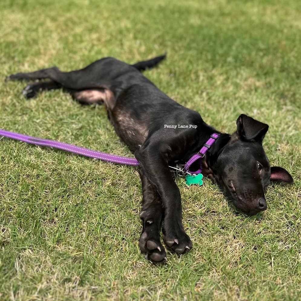 Penny_Lane_Pup's tweet image. Sterling is mastering several advanced lawn potato techniques! She’s a quick learner! ❤️🌱🥔
#sterling #fosterpup #lawnpotato