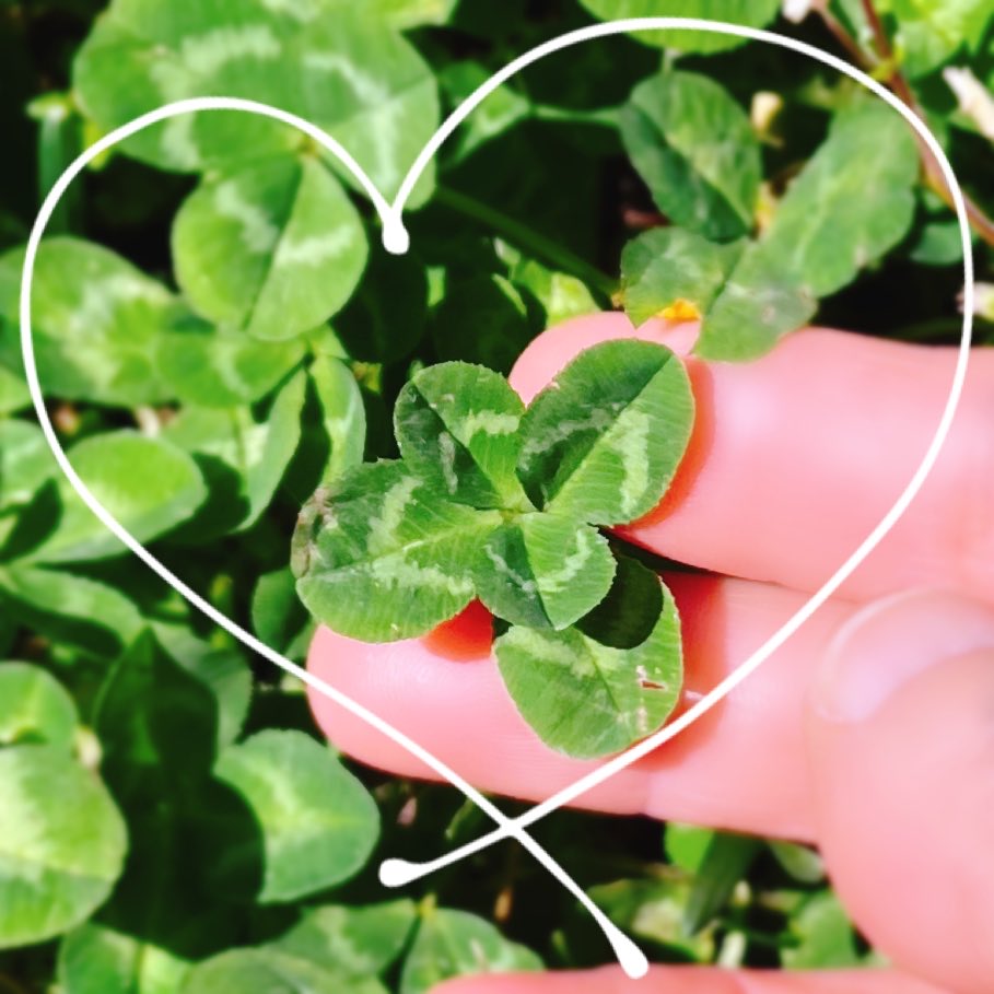 yama_me_do_ob's tweet photo. 良い一日でありますように✨
#五つ葉のクローバー
#Fiveleafclover https://t.co/oFMqptZxOy
