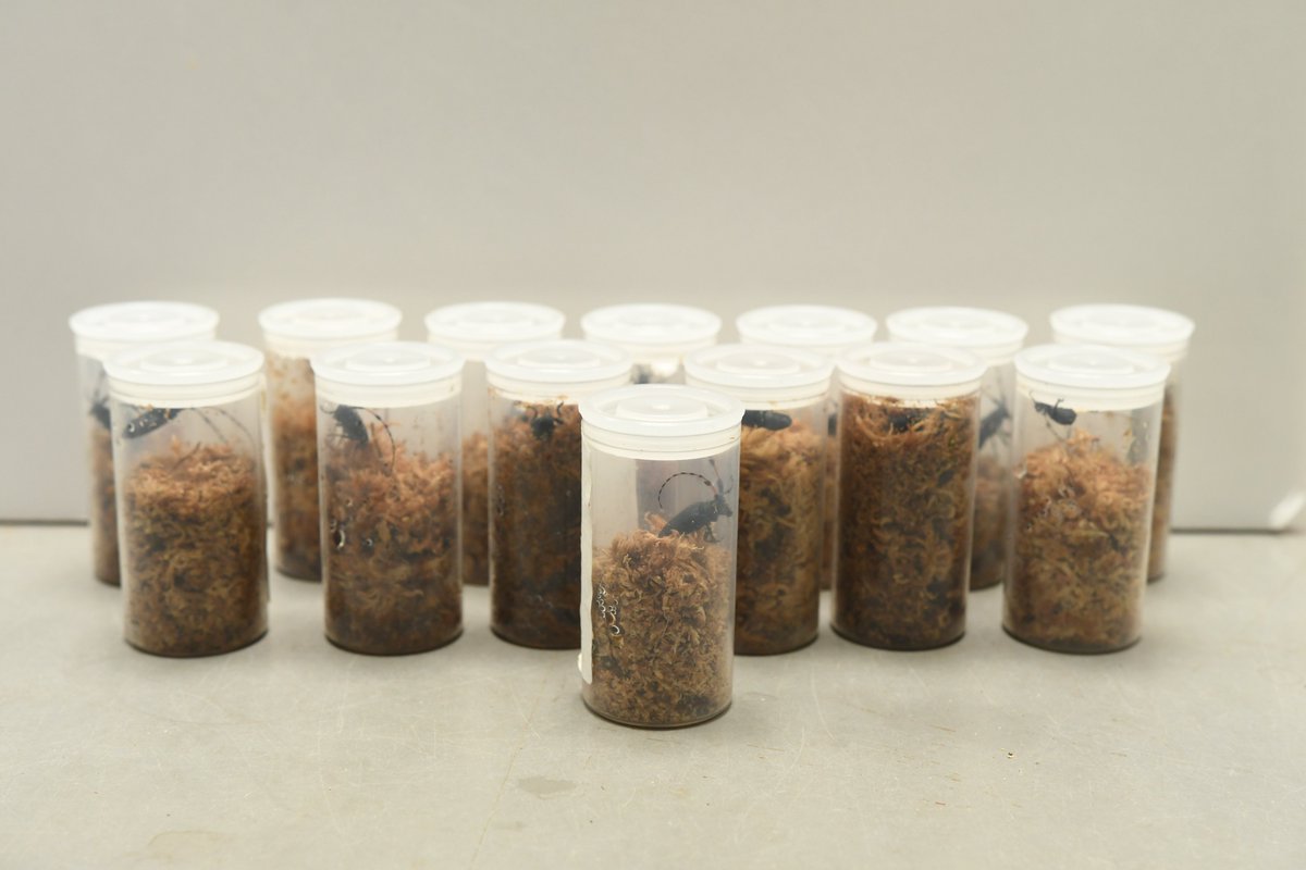 国内希少野生動植物種【#フサヒゲルリカミキリ 】、本日6月1日より展示
