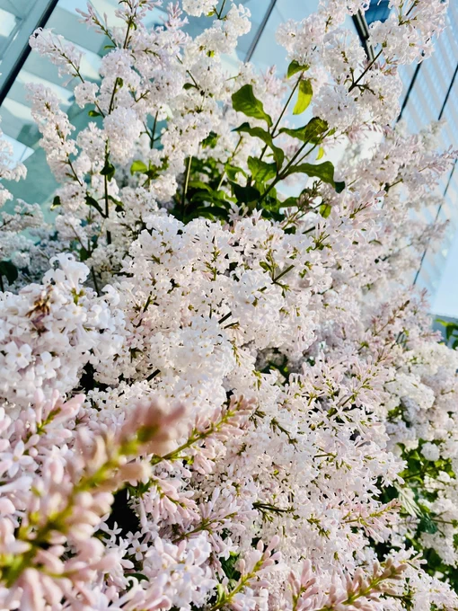 朝!