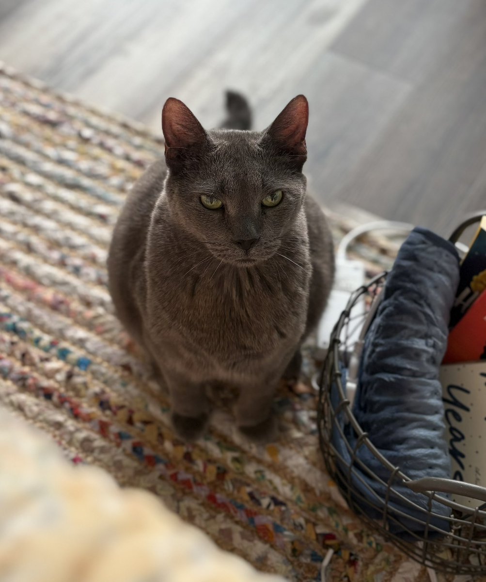 LoriThecatlady's tweet photo. He looks mad. 😬 #Thumpy 🐈‍⬛ https://t.co/12Shcyj8PY