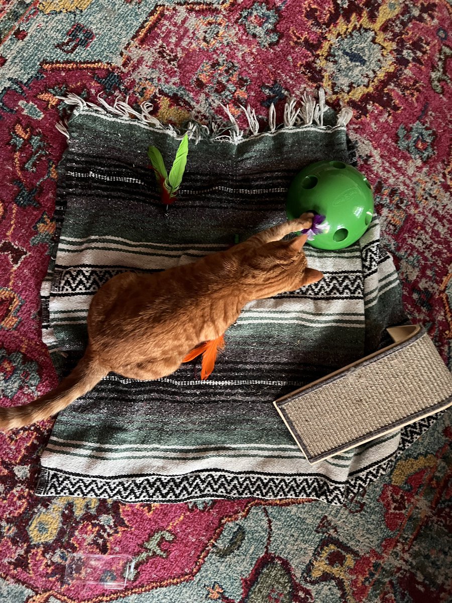 jeebrose's tweet image. when boy coming over so u have to keep the cat busy #momhack