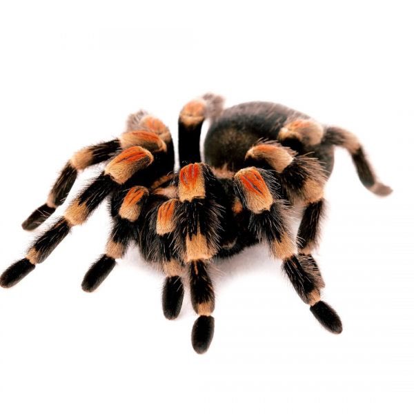 s3raphim_1's tweet photo. Mexican red knee to be specific hehehehe https://t.co/2UyPBx48zS