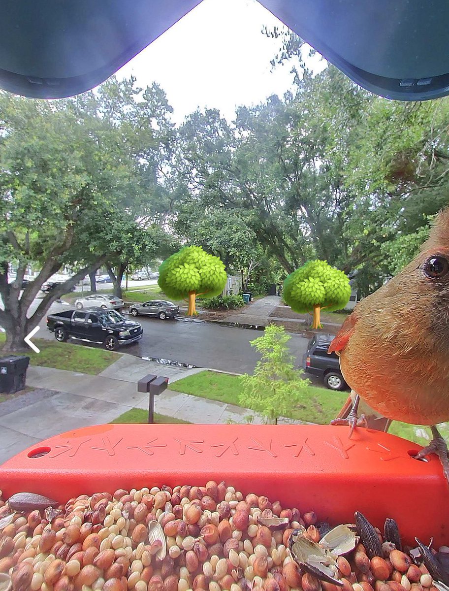 k_knappen's tweet photo. What my bird feeder caught this morning 👁️ https://t.co/4RFCE4Ib9L