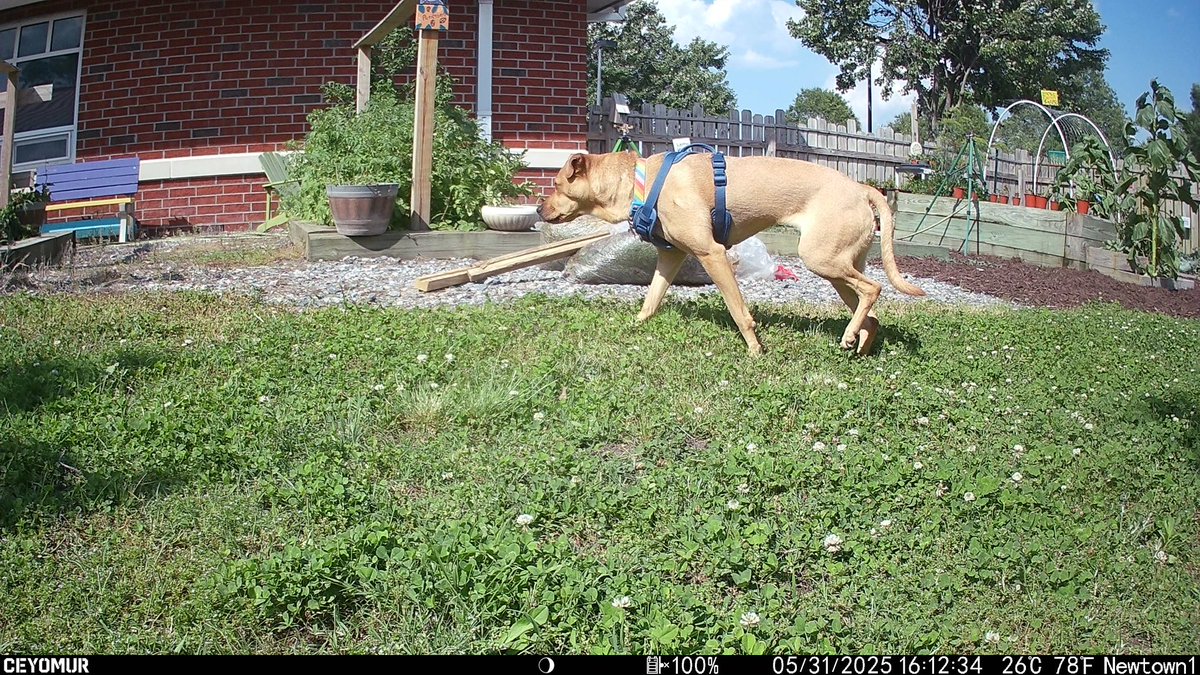 Kima loves joining me at the school garden.