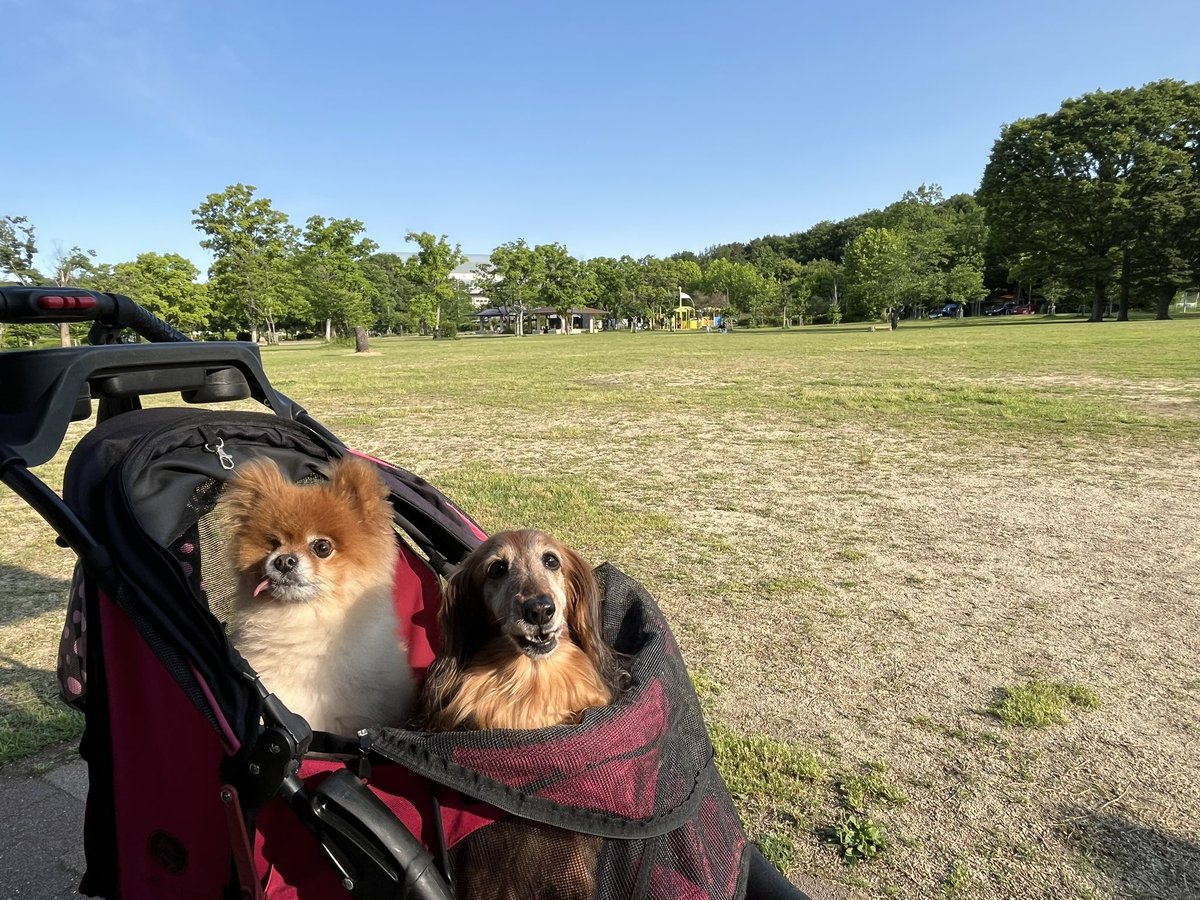 Jacksmo69907344's tweet photo. 今朝のおさんぽ🐶
気持ちの良い朝☀️ https://t.co/t95IKpxCpm