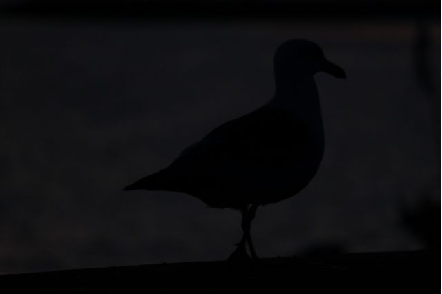 夕暮れのカモメのシルエット

#ねきあさ