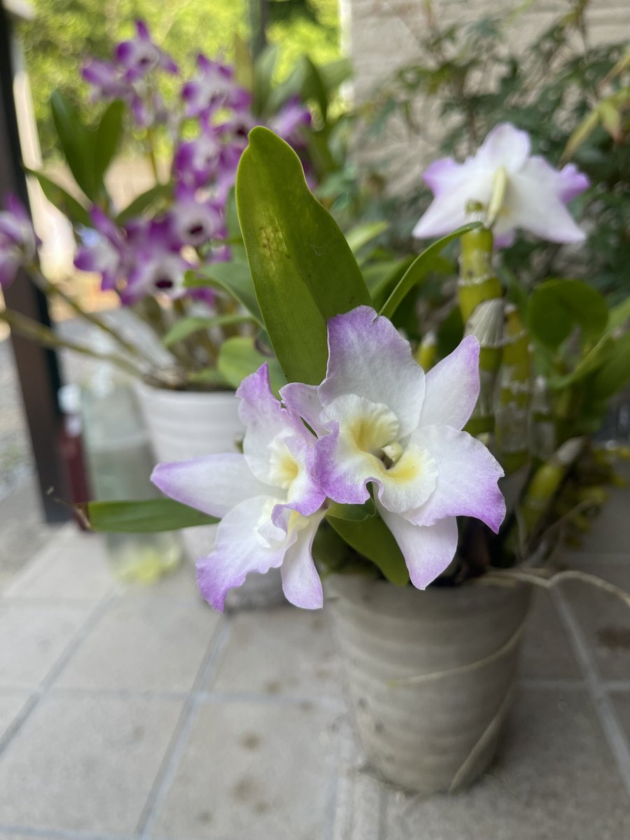 6月1日