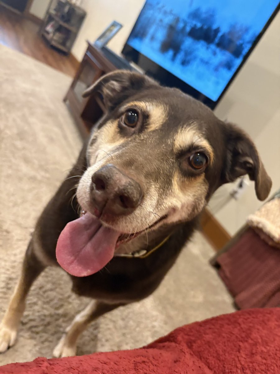 My view when trying to watch my show…