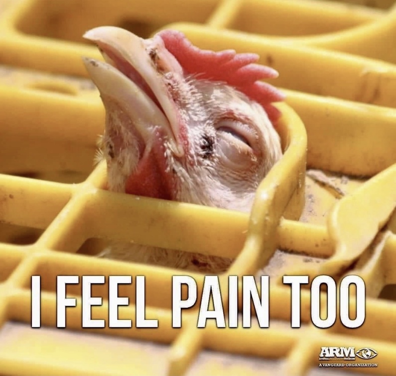 veganfuture's tweet photo. https://t.co/UvBxwKkArt