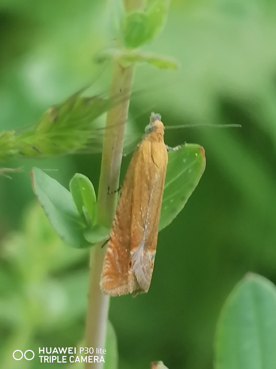 Major surprises around the Spoil heaps of Pooley Hall Colliery yesterday. Rare glimpse pair of Ragwort Root Borer Moths Epiblema costipunctana. Plus a delightful Bright Orange Slender Rufous Tortrix aka Red Piercer, host plant St John's-wort <a href="/BritishMoths/">British Moths</a> <a href="/s4r4h_l/">Sarah L</a> #MothsMatter