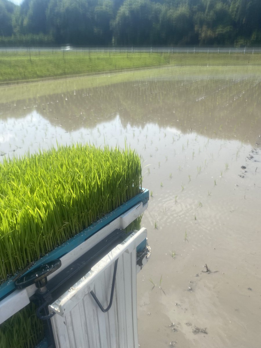 今年の田植えです
この先も天候に恵まれるといいな〜