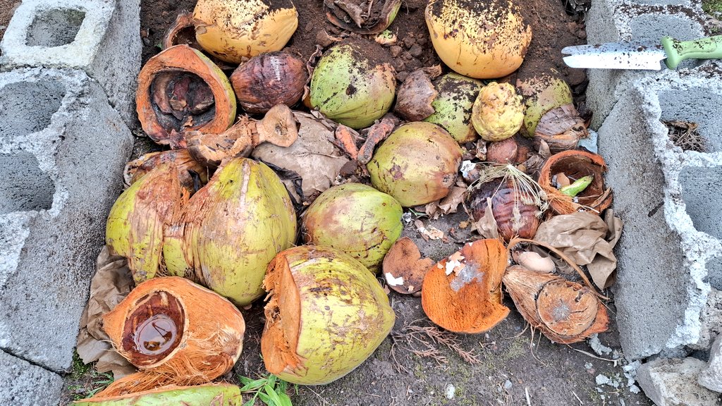 I've made some good progress on my concrete block raised bed , taking all my organic waste, collecting spent coffee ☕️ grains, leaves, and topping with fertile soil.

I already have a lot of earthworm activitivity.