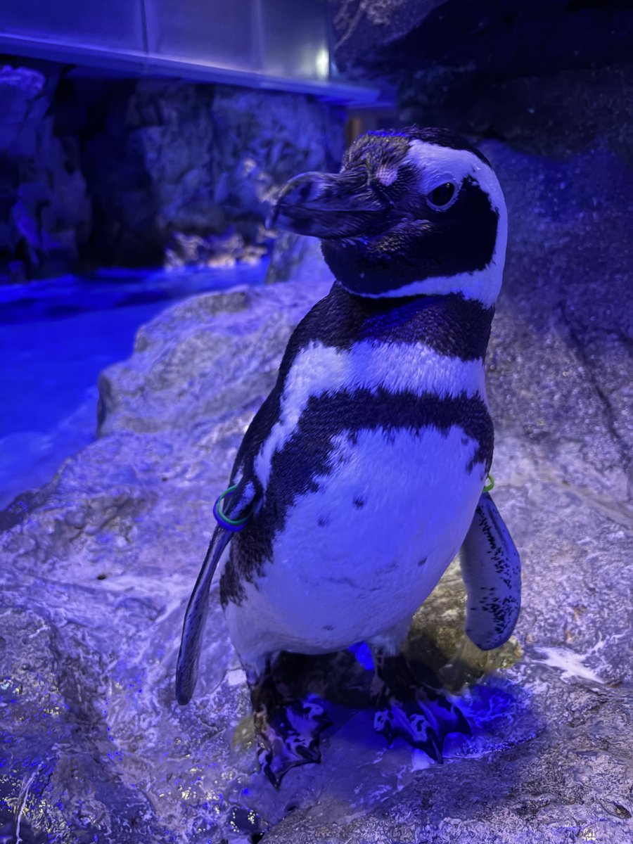 実物写真❤️ミオハルタカ好き❤️ ペンギンピアス MIO HARUTAKA マーガレット & ペンギンピアス - メルカリ