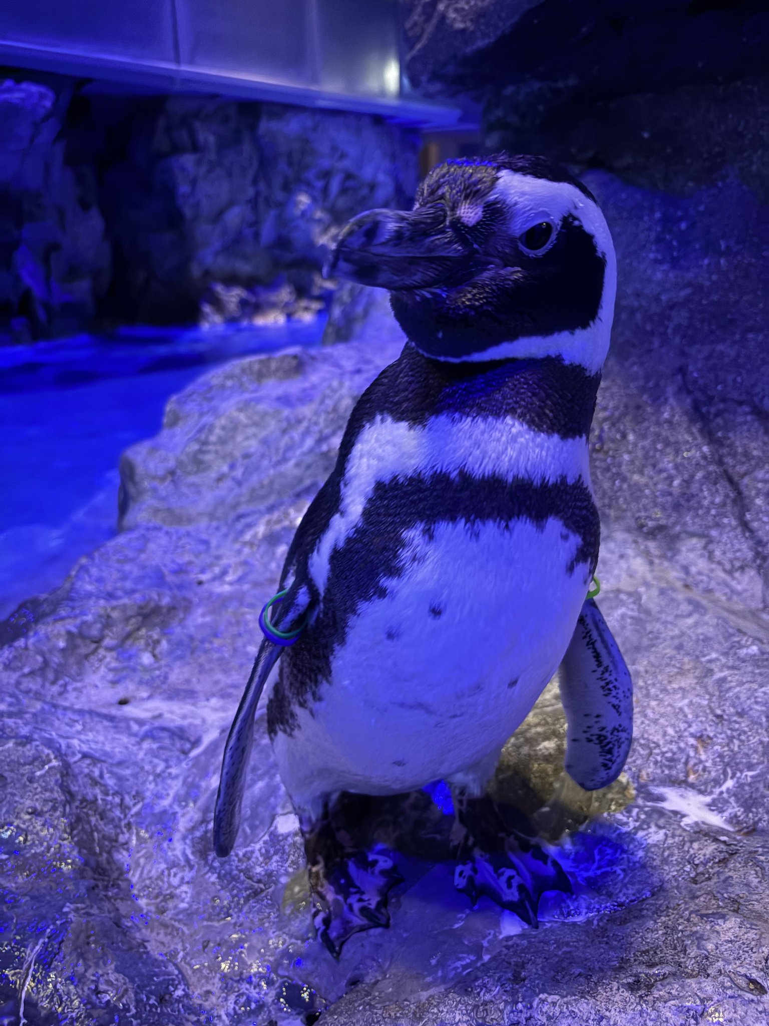 ❌水族館好き(❁ᴗ͈ˬᴗ͈)水族館の生き物 水族館の美しい生きものたち ―Aquarium Gradation―」銀鏡つかさ