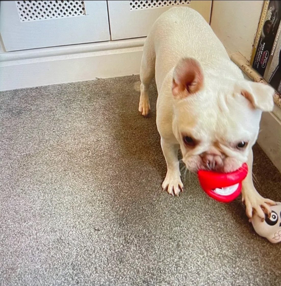 💥 Best Videos & Content 🎥💥 tweet media