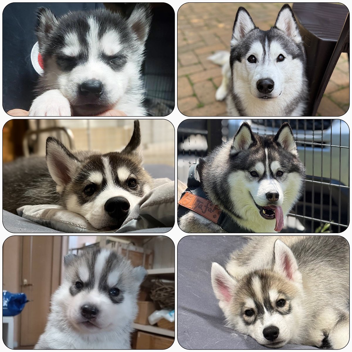 Genie(ジーニー) (@Genie_0213) / Posts / X