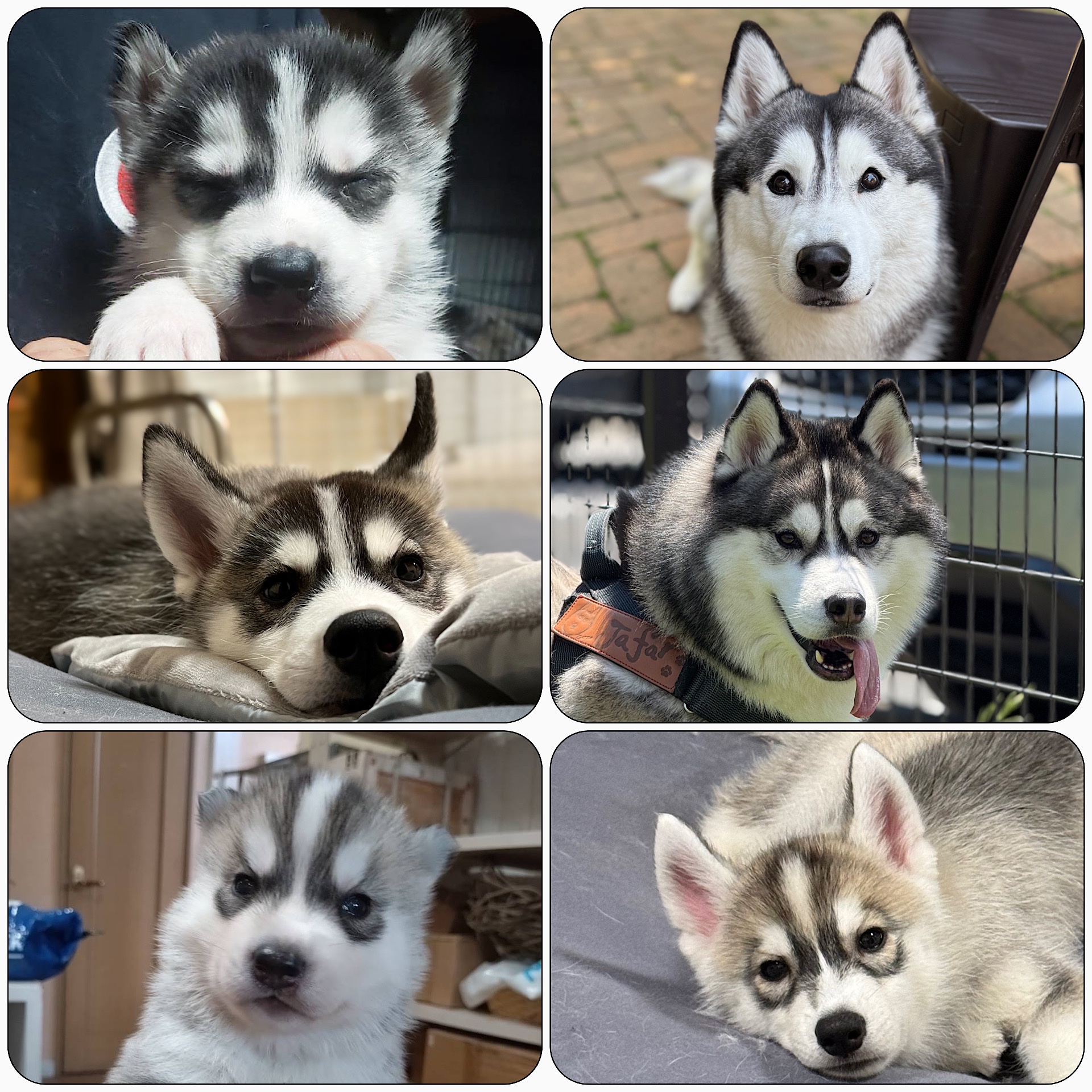 ジーニー☆さま専用ページ 安全靴 （先芯あり） マジック ローカット ジーベックXEBEC