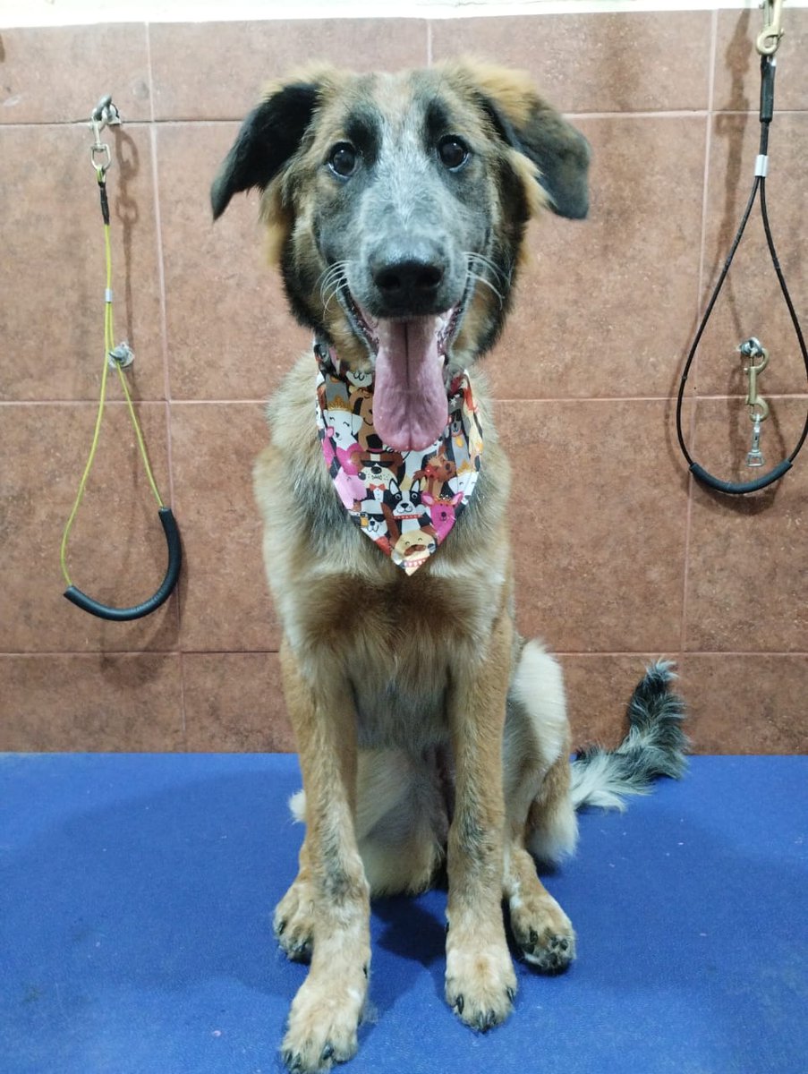 TENISDOGGIFTS TENISCONCAUSA (@doggifts) on Twitter photo Mi primota Layka,  rescatada en Cd Obregón y ahora esterilizada y ya vive en Los Mochis Sinaloa  Atte.Panchita Mi primota Layka,  rescatada en Cd Obregón y ahora esterilizada y ya vive en Los Mochis Sinaloa  Atte.Panchita