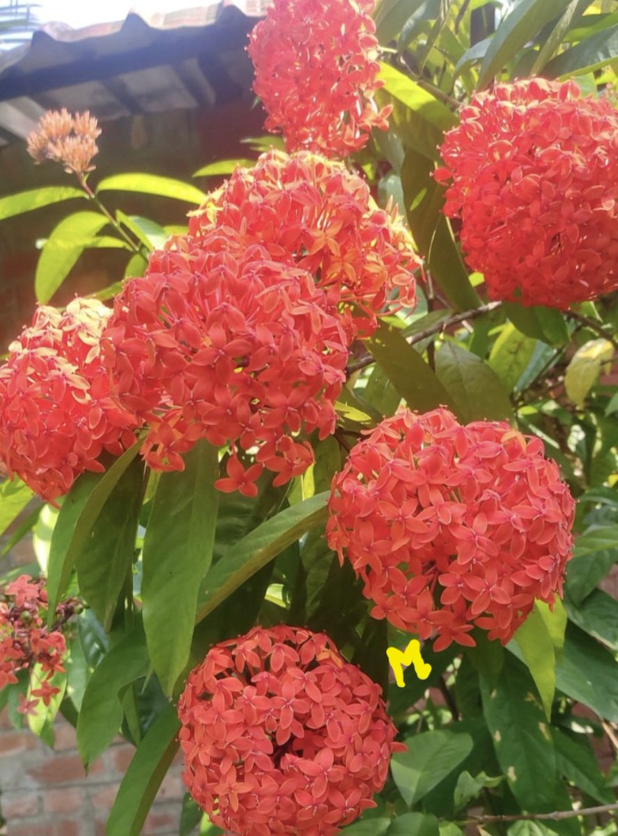 "Let this new month bring great miracles, new visions and greater blessings..." Happy new month everyone!! #WelcomeJune #theme_pic_India_flowers ❤️💛