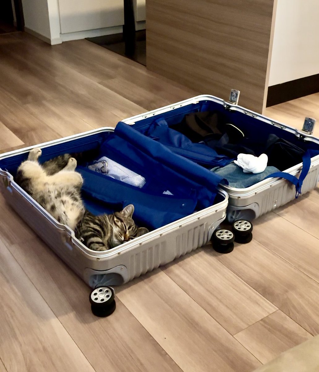 しあわせそうに寝てるから荷造りが進まない🤭